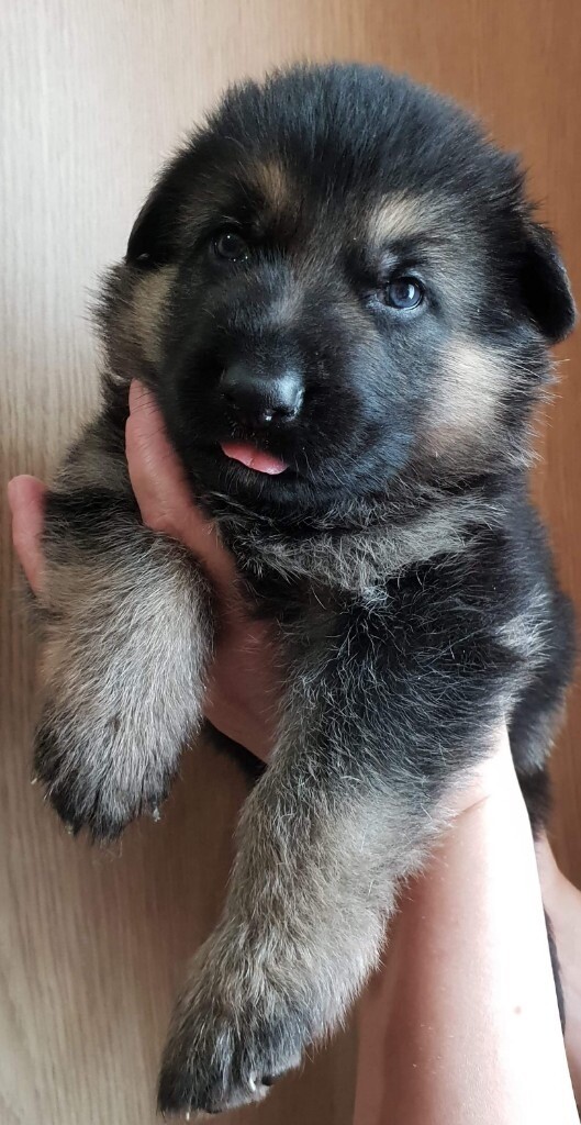 german shepherds for sale gumtree